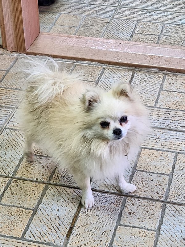 영주시 동물보호센터_447509202400334