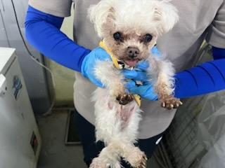 인천광역시수의사회_428351202400797