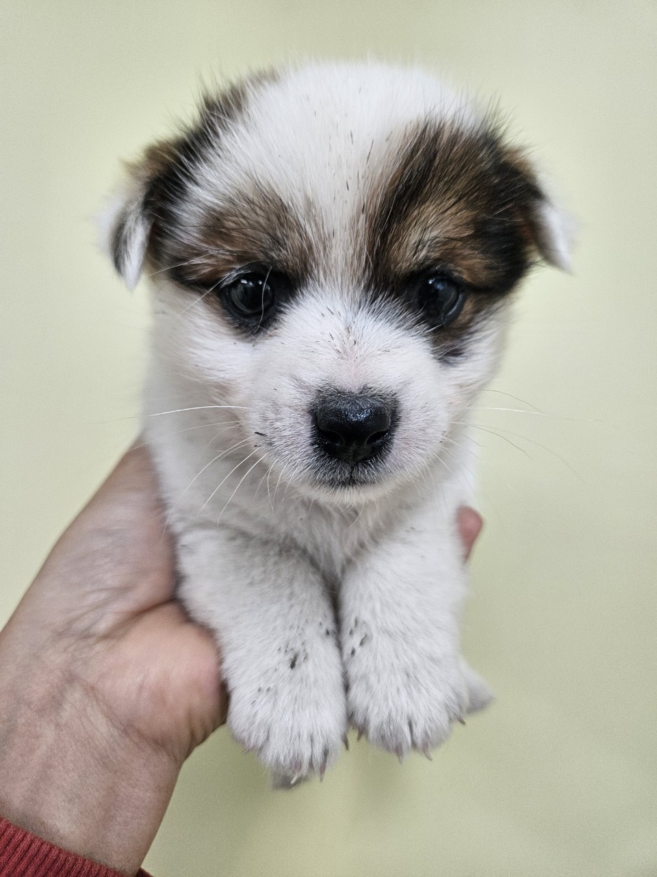 아산동물복지지원센터_444452202402367