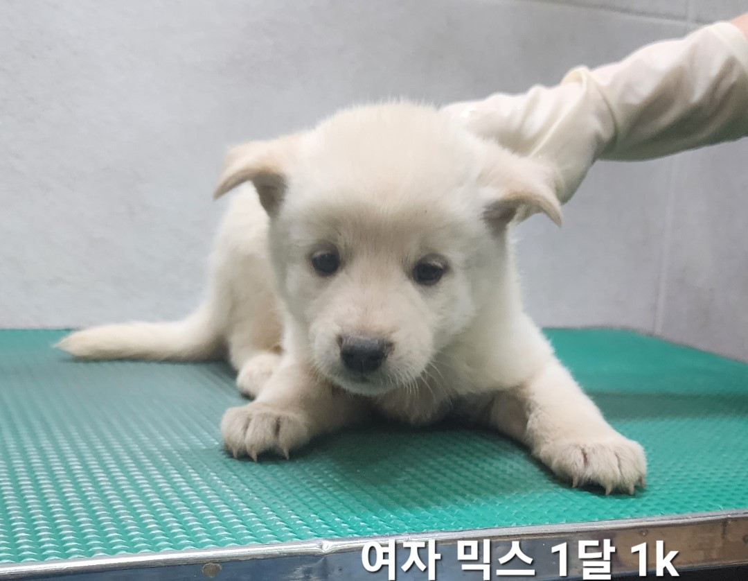 옥천동물병원_443443202400745