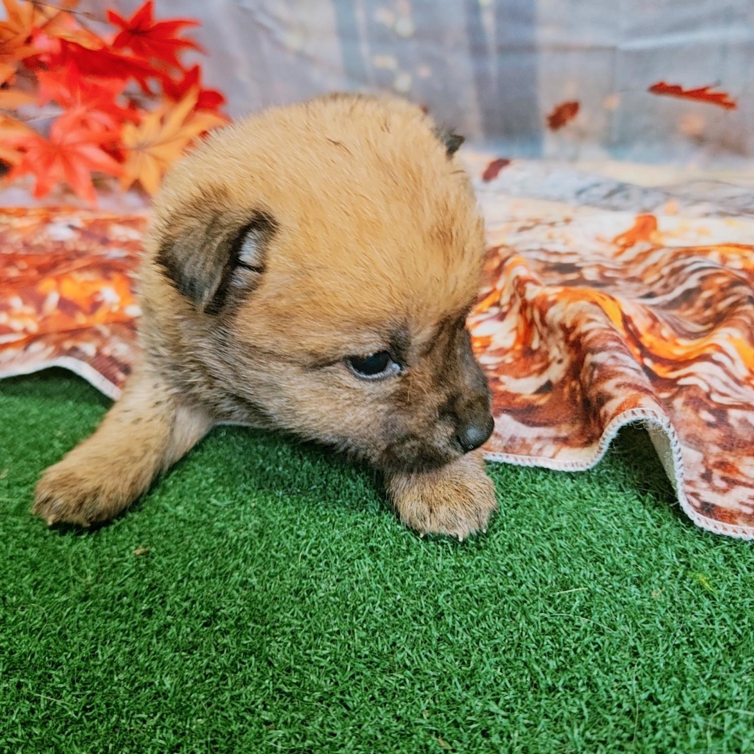 나주유기동물보호센터_446483202401765