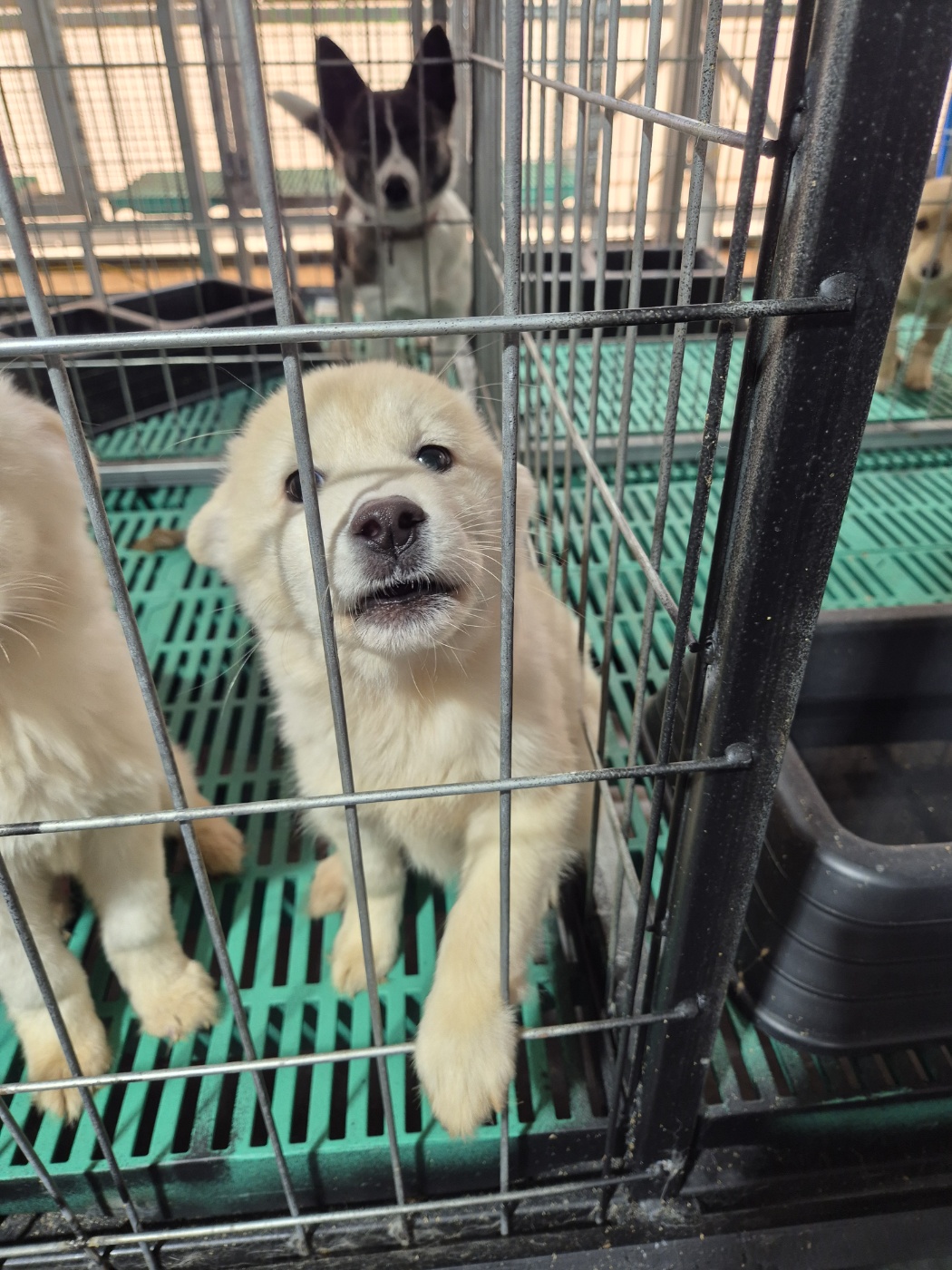 남양동물보호센터_441553202403957
