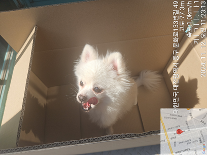 대전동물보호센터_430365202400582