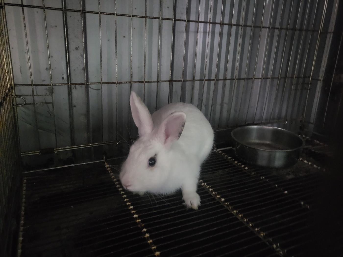 (사)하얀비둘기_426334202400724