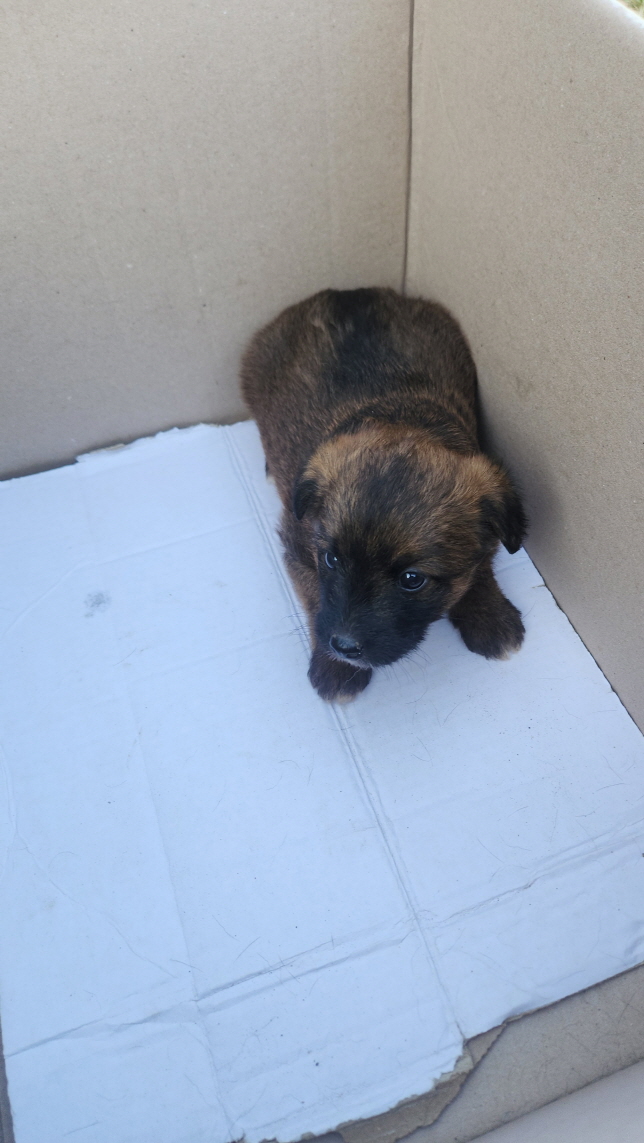 익산유기동물보호소_445468202403022