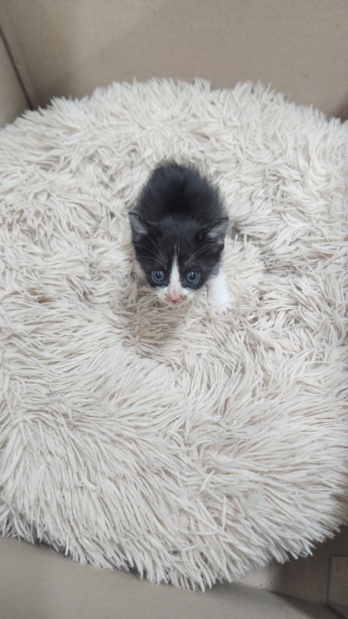 익산유기동물보호소_445468202403018