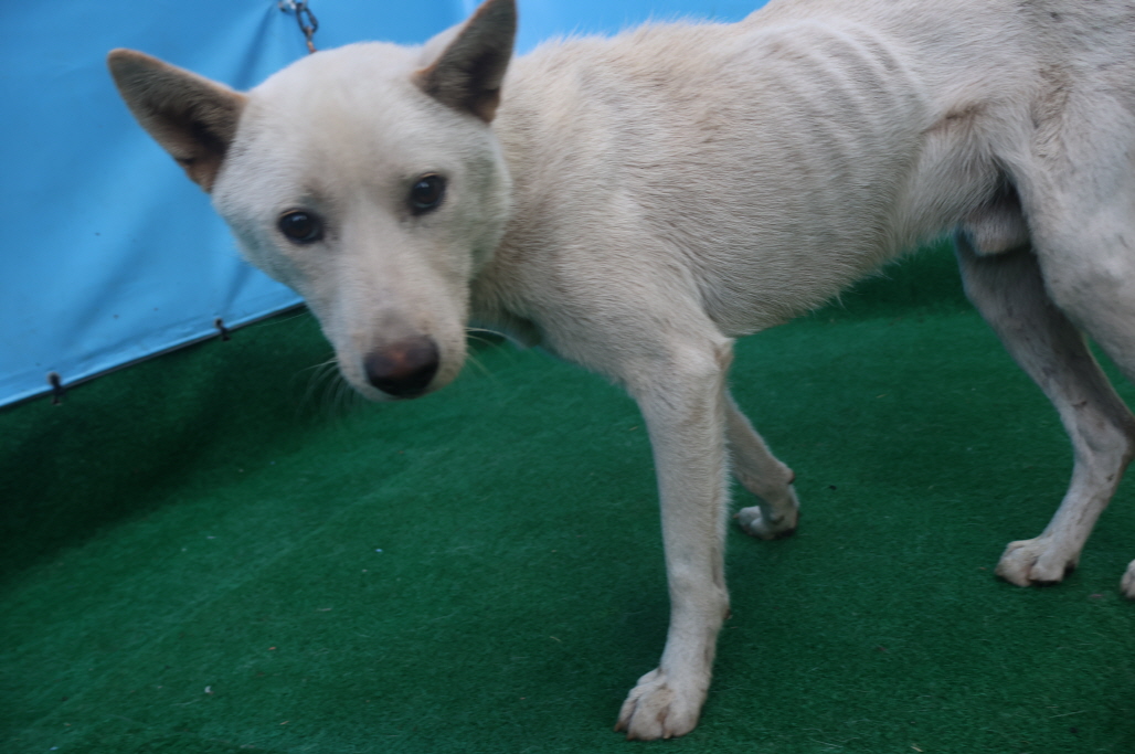 제주 동물보호센터_450650202403407