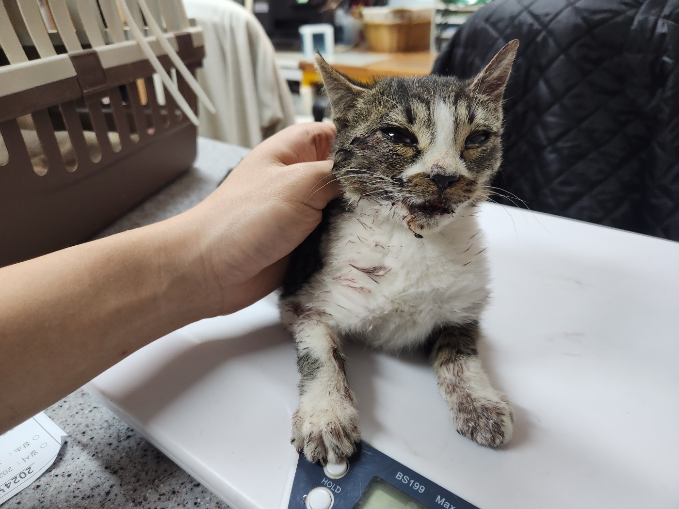 광주 동물보호소_429362202401035