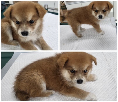 논산시 동물보호센터_444454202401105