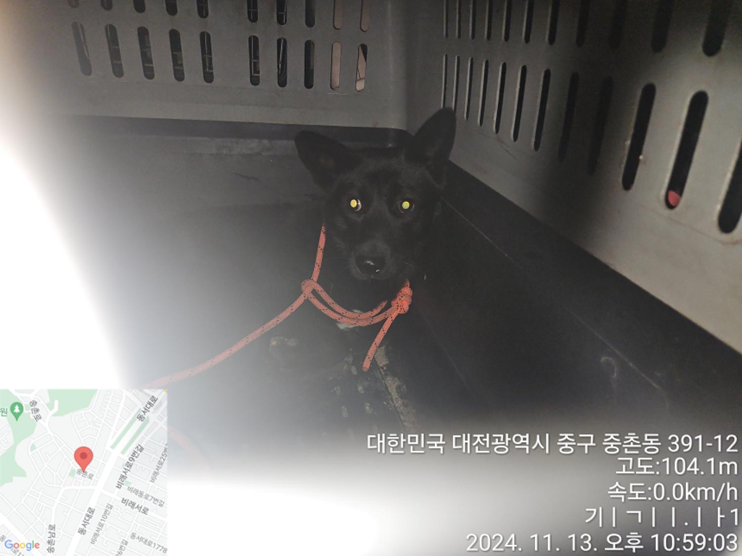 대전동물보호센터_430368202400555