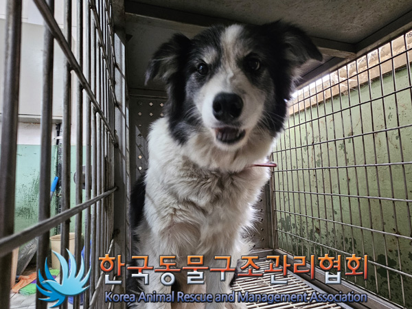 한국동물구조관리협회_441559202401353