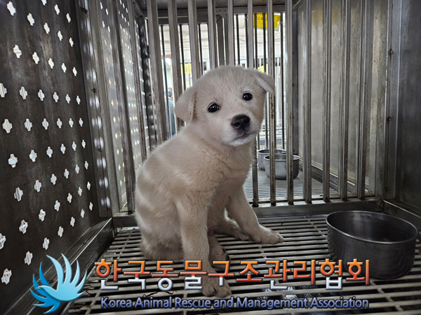 한국동물구조관리협회_441409202401789