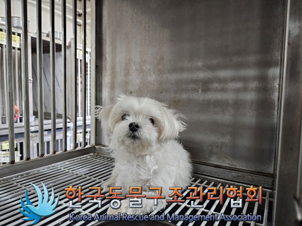 한국동물구조관리협회_411301202400429