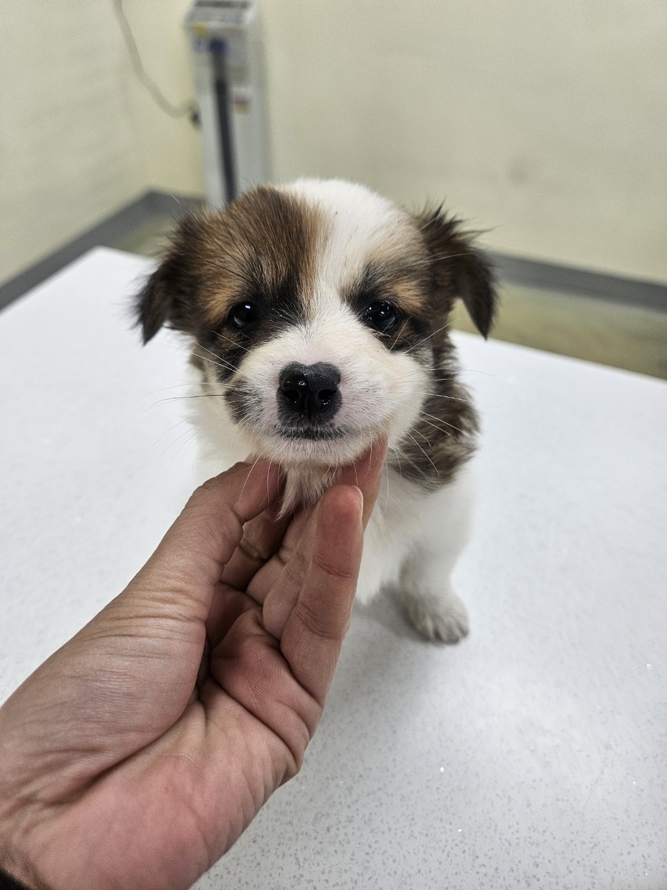 아산동물복지지원센터_444452202402372