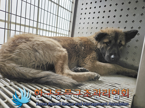 한국동물구조관리협회_411311202401006
