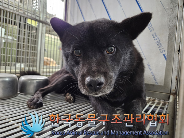한국동물구조관리협회_441560202401362