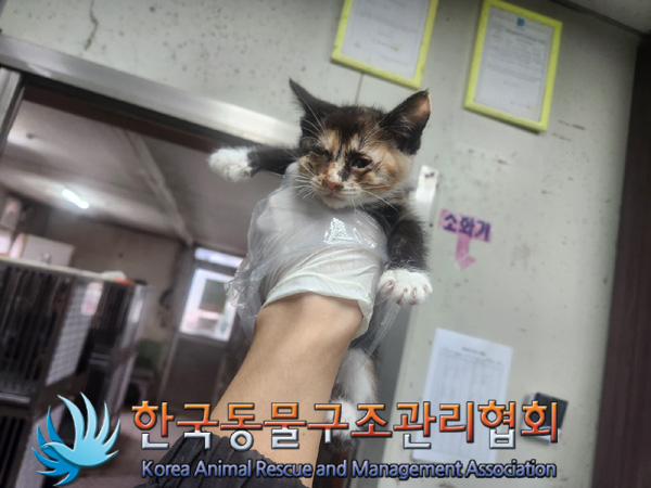 한국동물구조관리협회_411316202400868