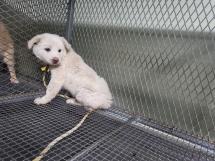 (사)하얀비둘기_426334202400729