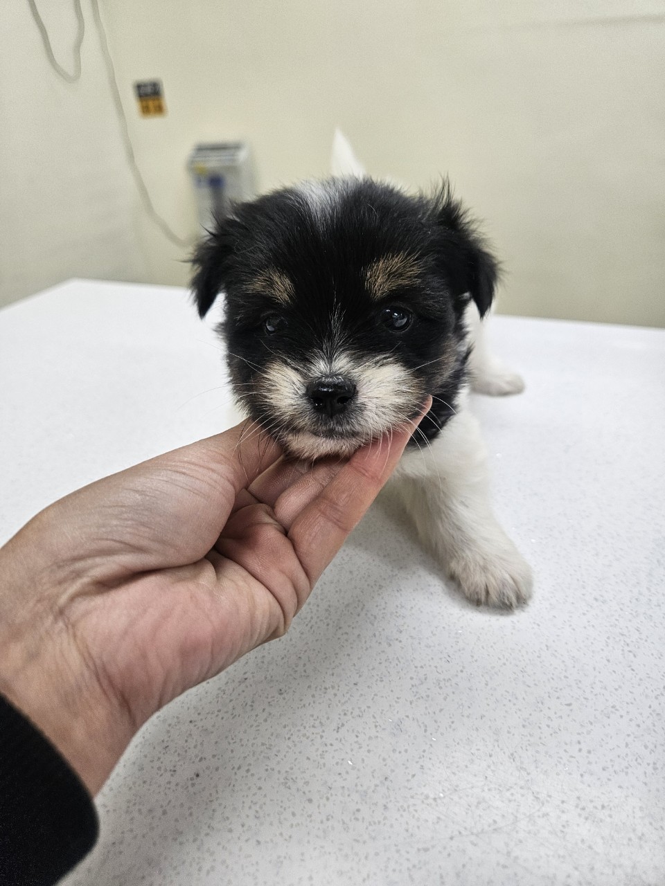 아산동물복지지원센터_444452202402371