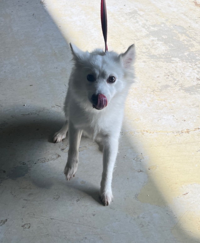 부산동물보호센터_426332202400746
