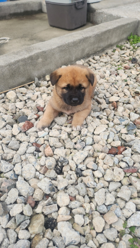 익산유기동물보호소_445468202403029