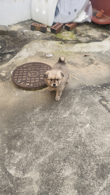 익산유기동물보호소_445468202403025