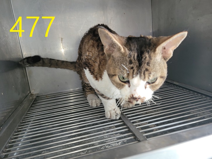 신영재동물병원_428355202400847