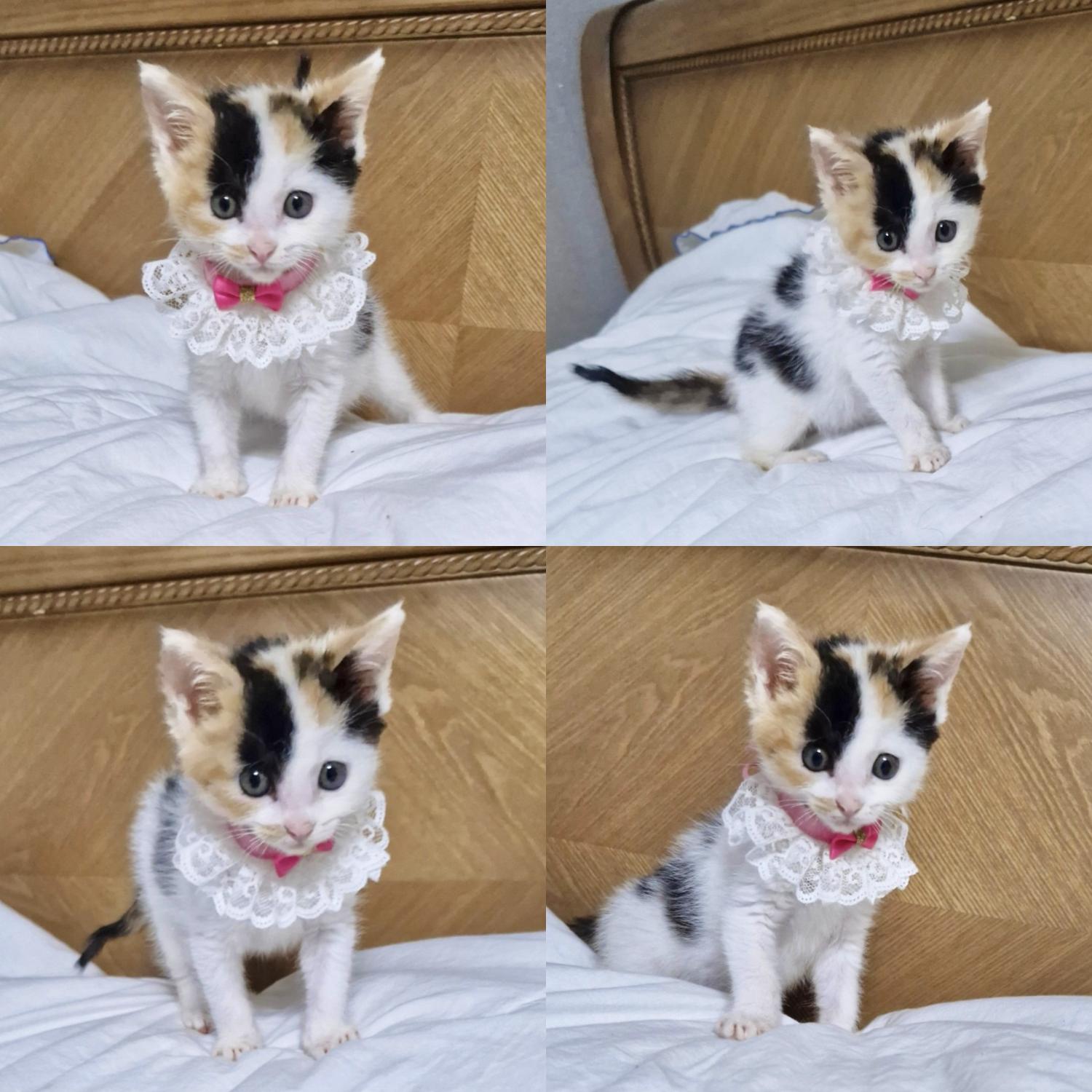 경주동물사랑보호센터_447505202401409