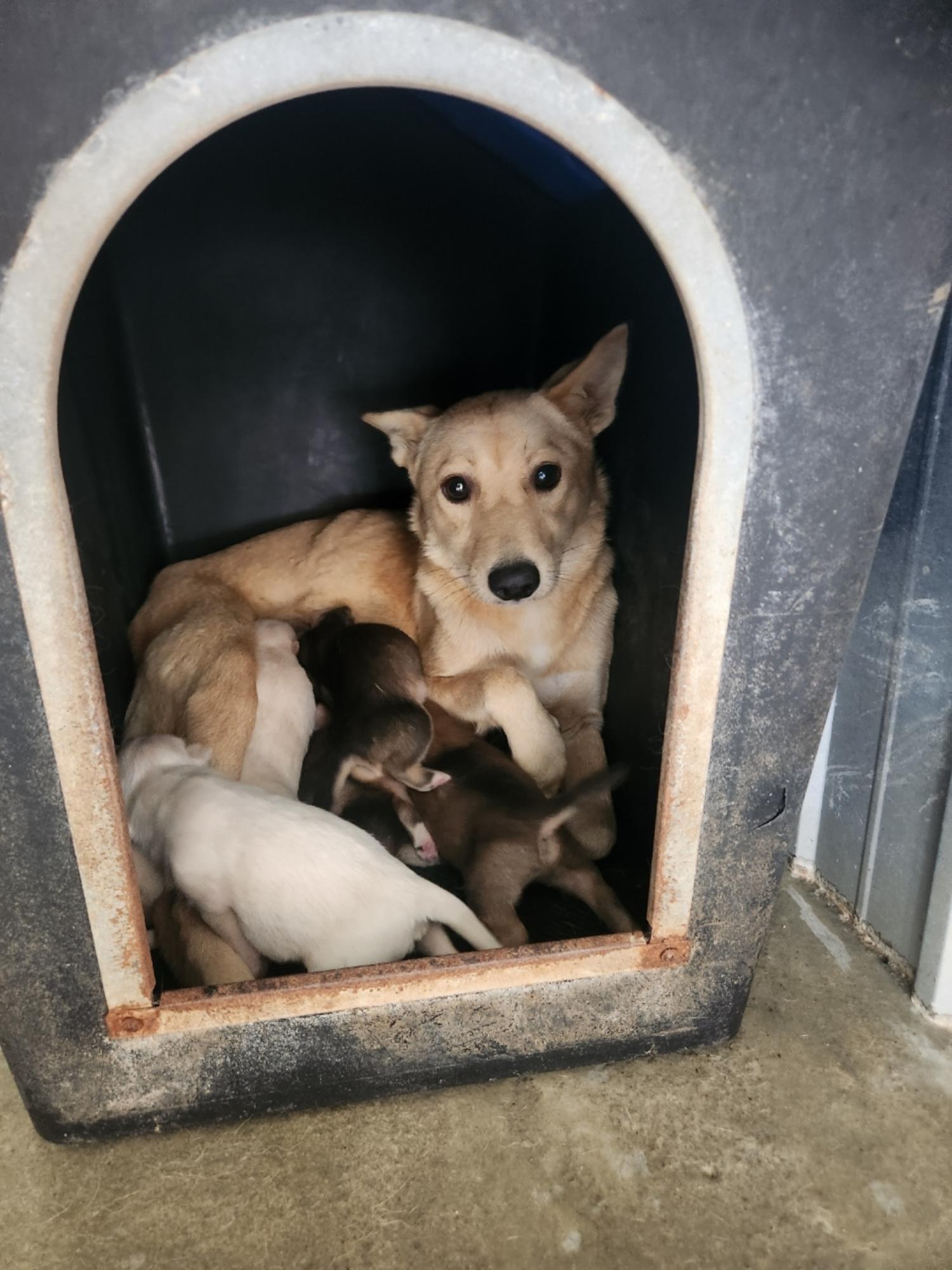 예천군유기동물보호소_447523202400547