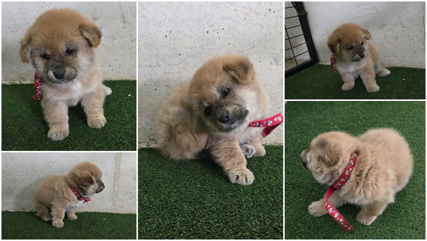 무안군유기동물보호소_446495202400530