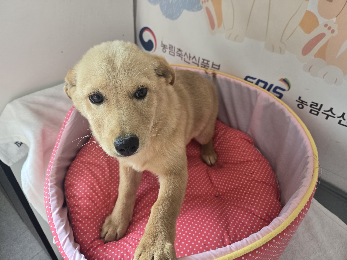 홍천군유기동물보호소_442425202400394