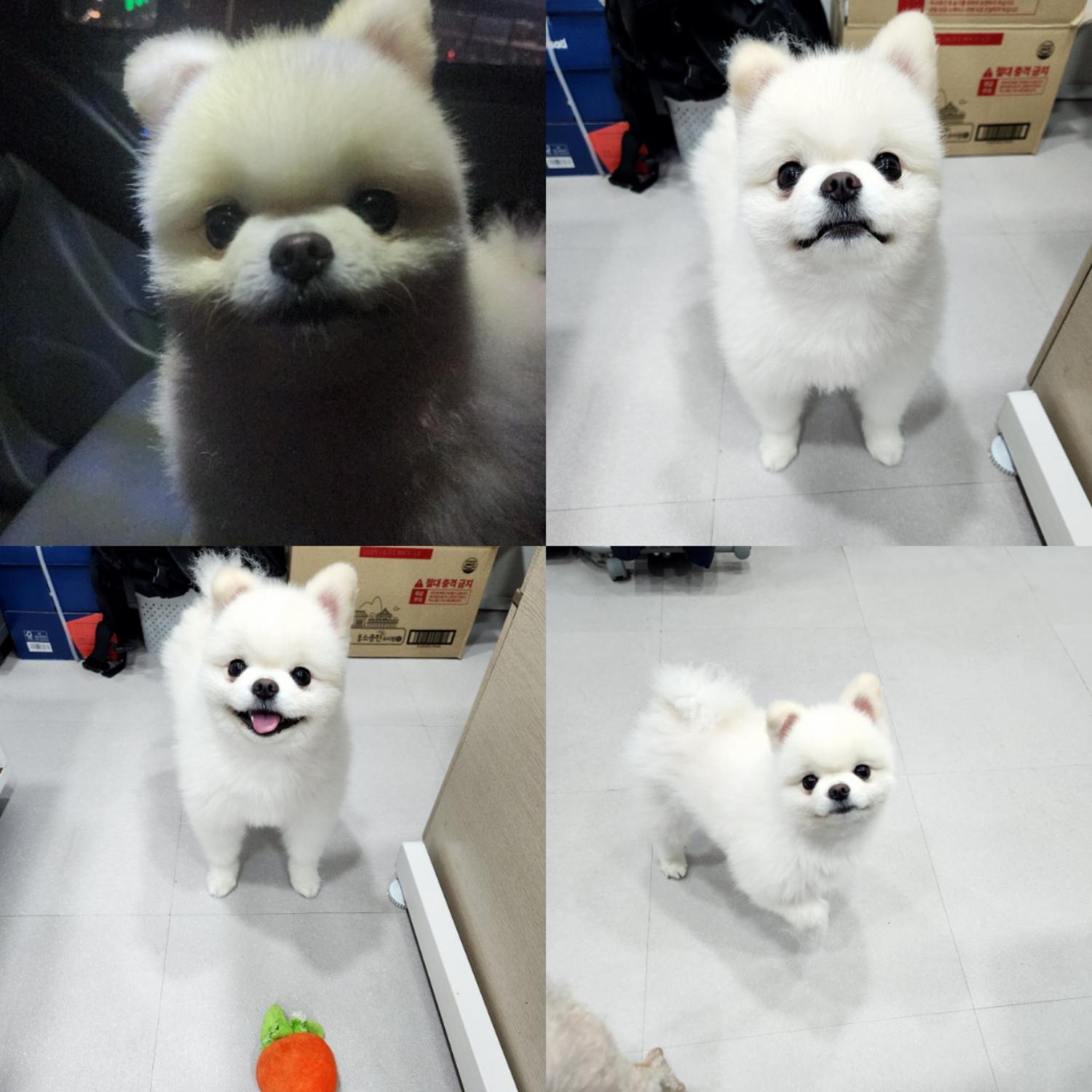 반려동물 입양센터_447508202401158