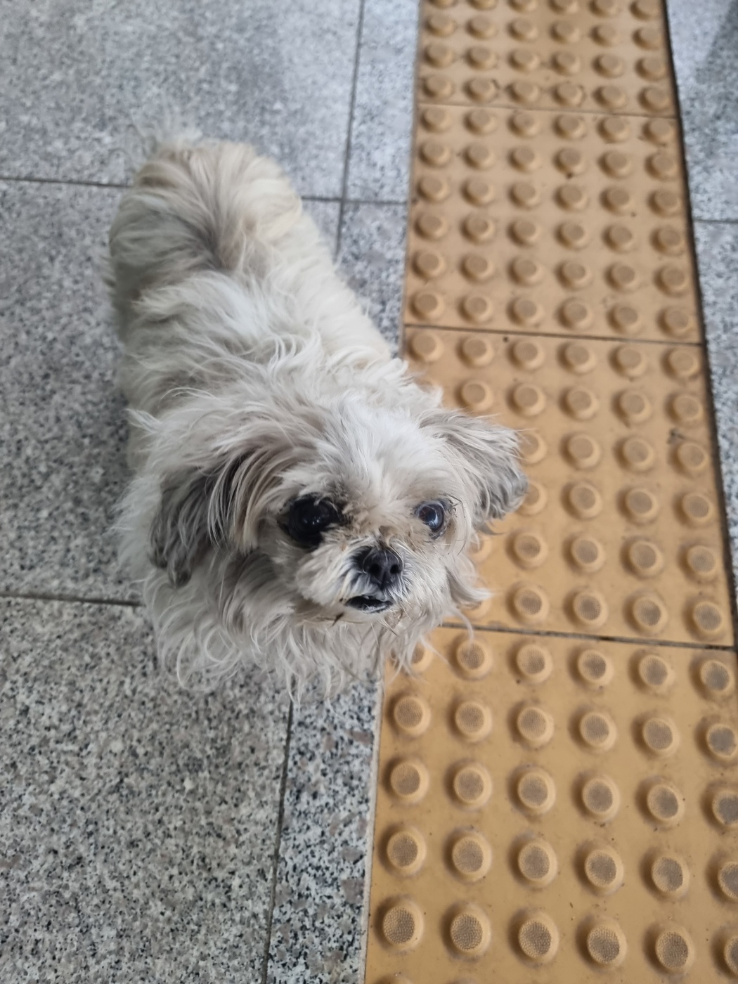 구미시 동물보호센터_447508202401159