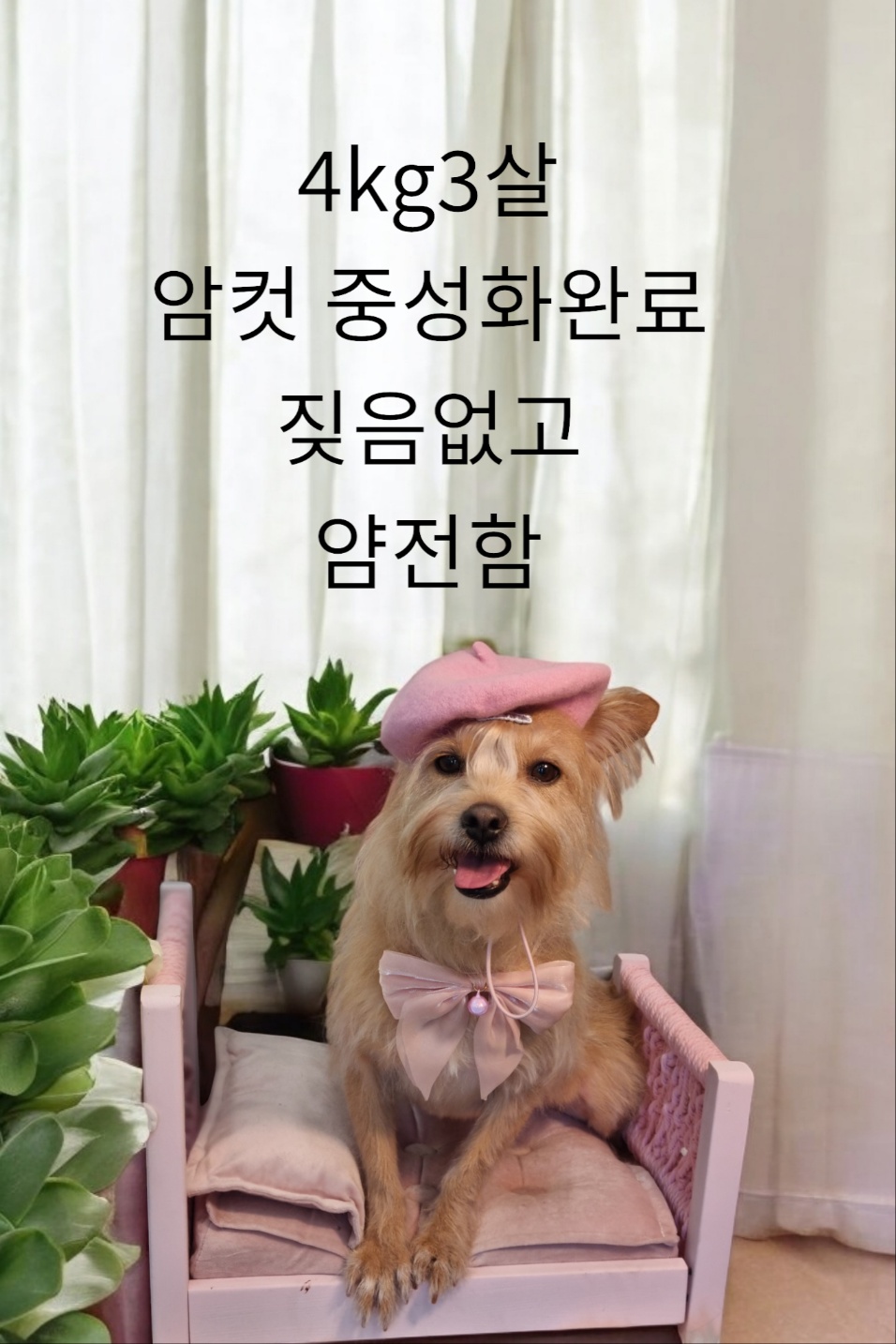 성주유기동물보호센터_447521202400631