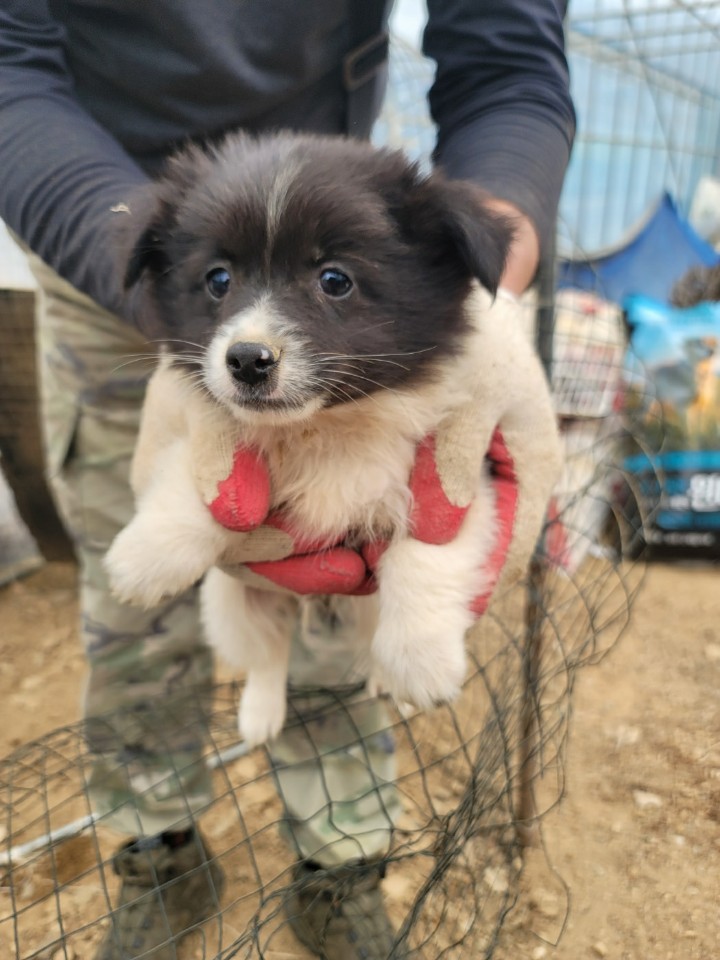 괴산증평동물보호센터_443446202400502