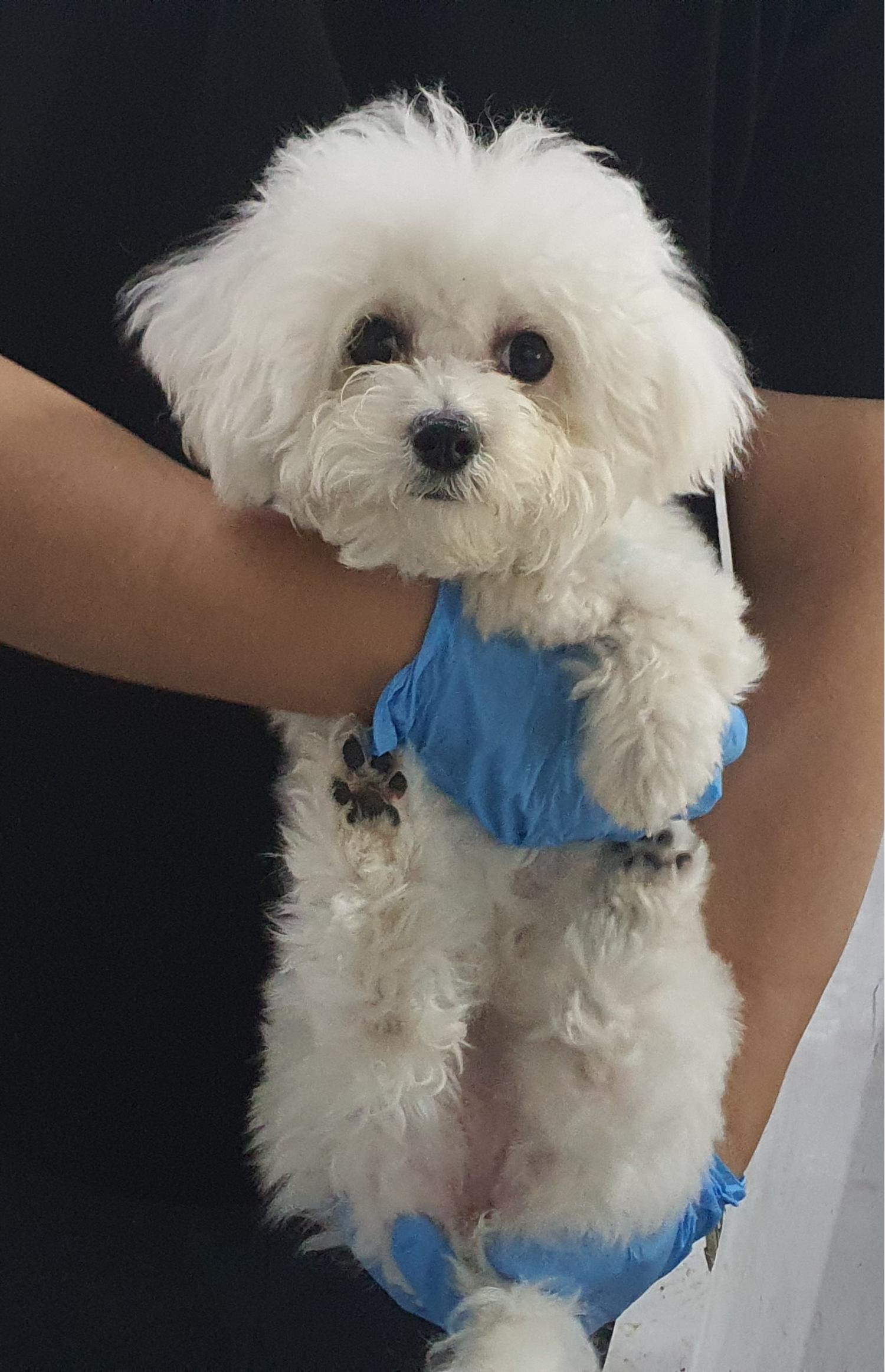 인천광역시수의사회_428351202400812