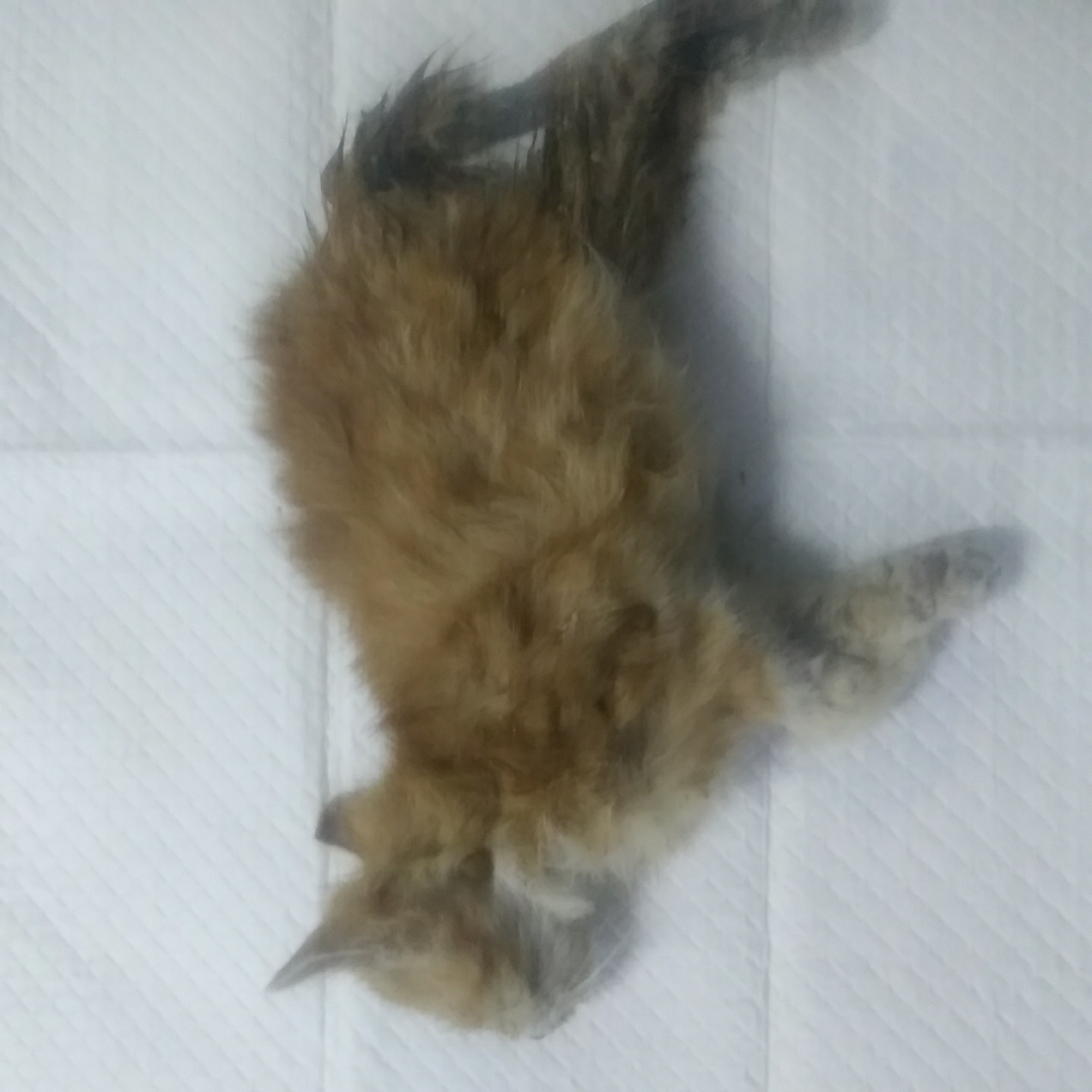 인천광역시수의사회_428353202401256