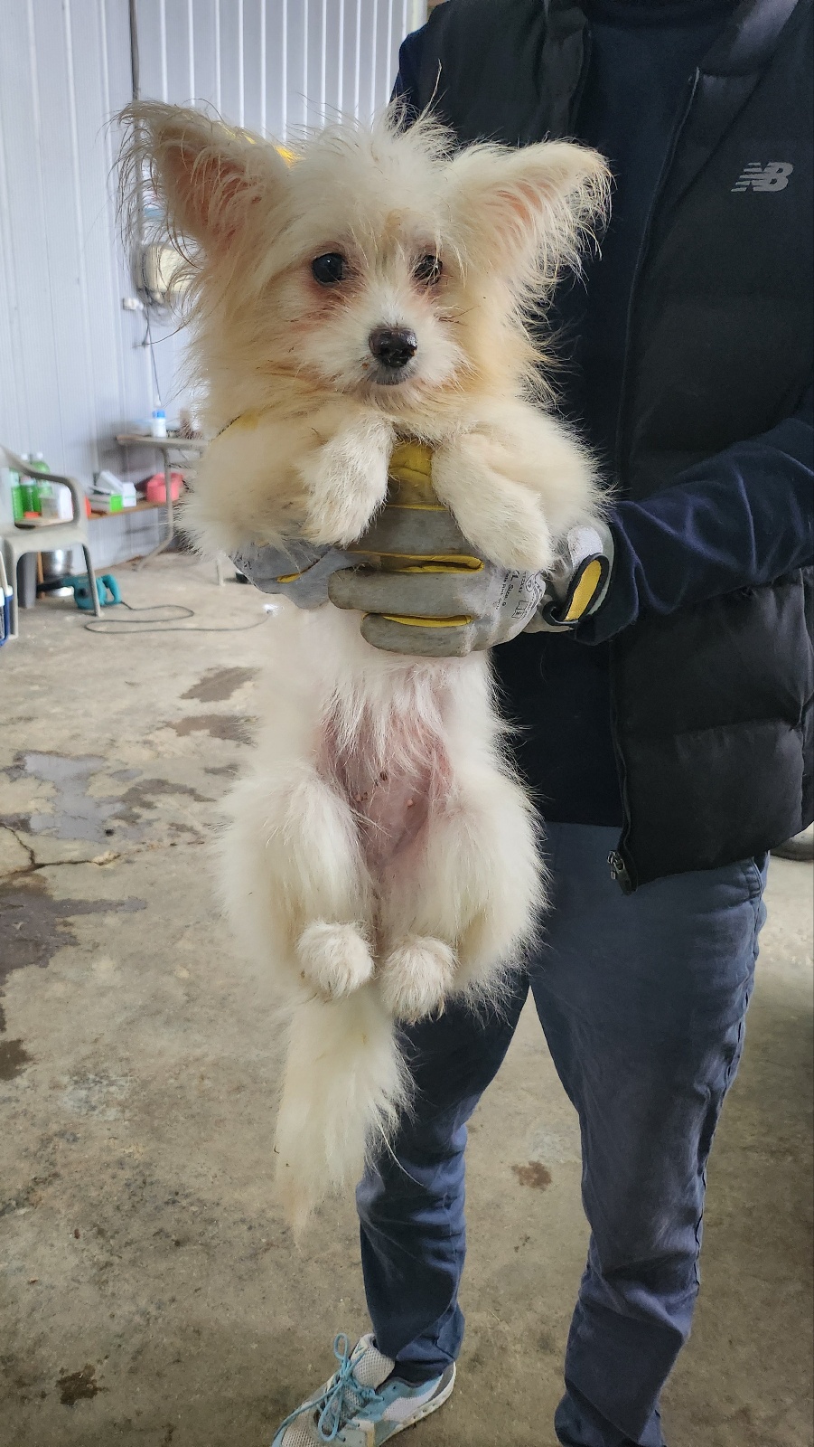 평택시유기동물보호소_441391202403367