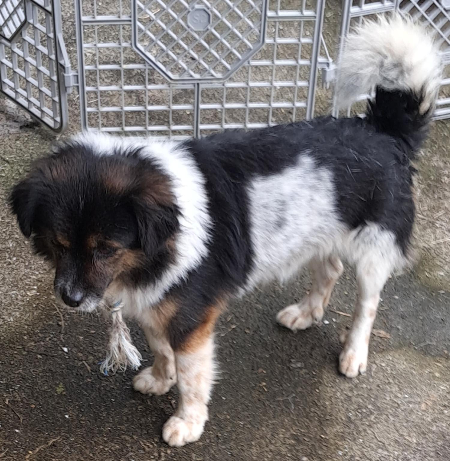 신안군유기동물보호소_446501202400395