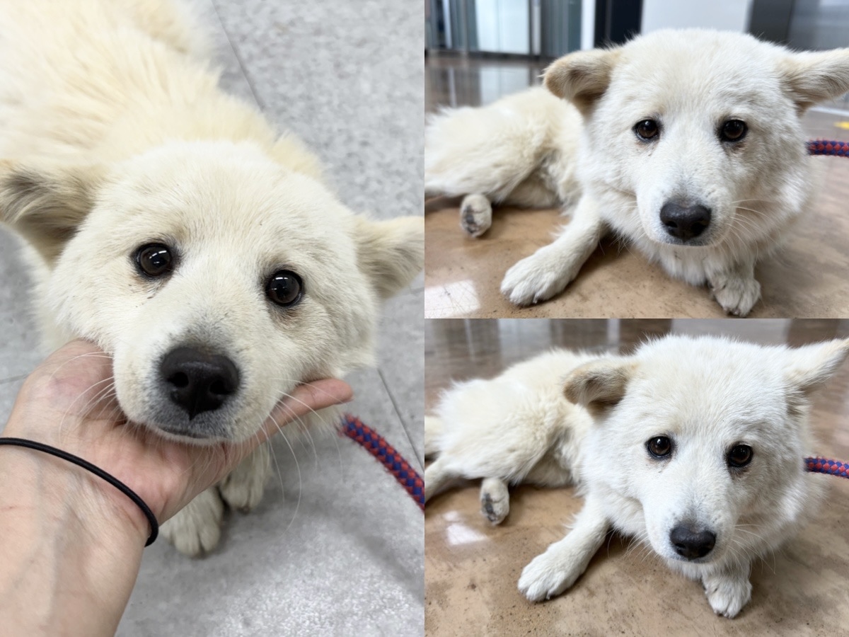 경주동물사랑보호센터_447505202401413