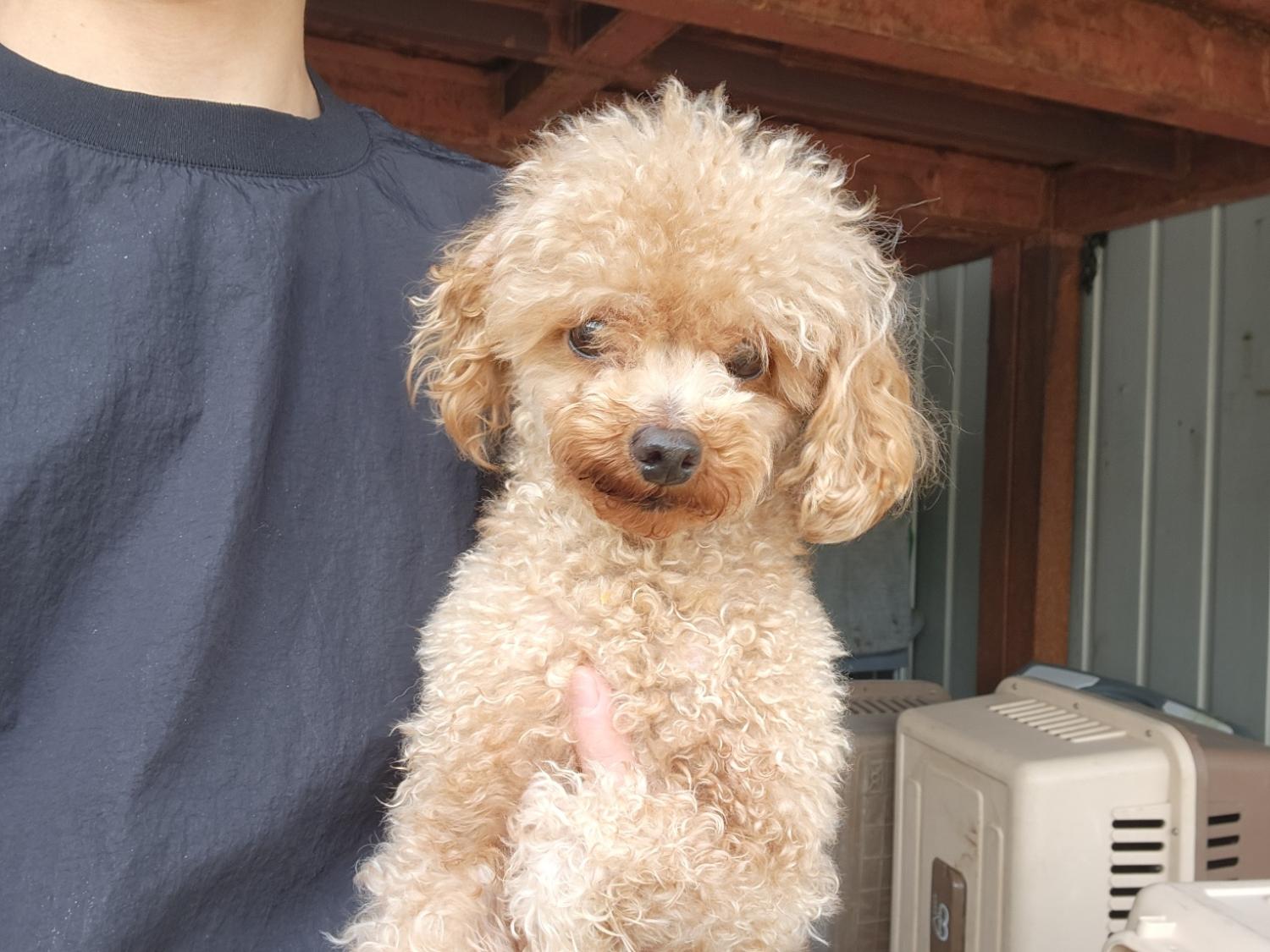 한국야생동물보호협회_441383202400627