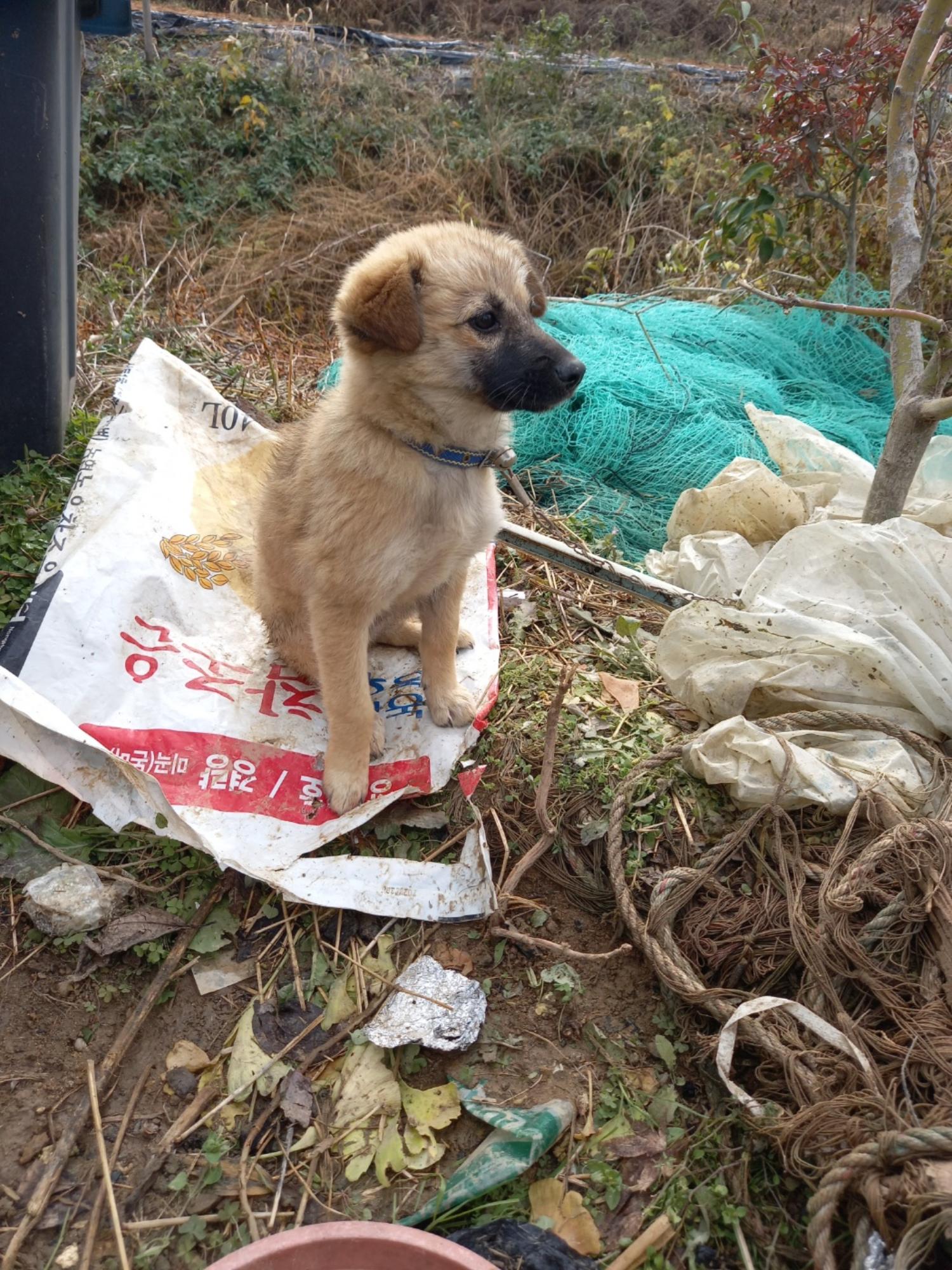 금일동물보호센터_444460202400928