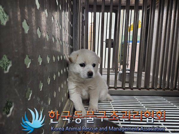 한국동물구조관리협회_441406202402024