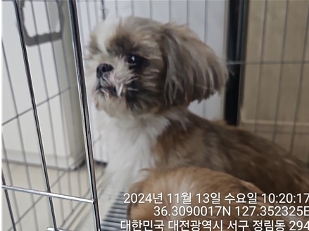 대전동물보호센터_430366202400633