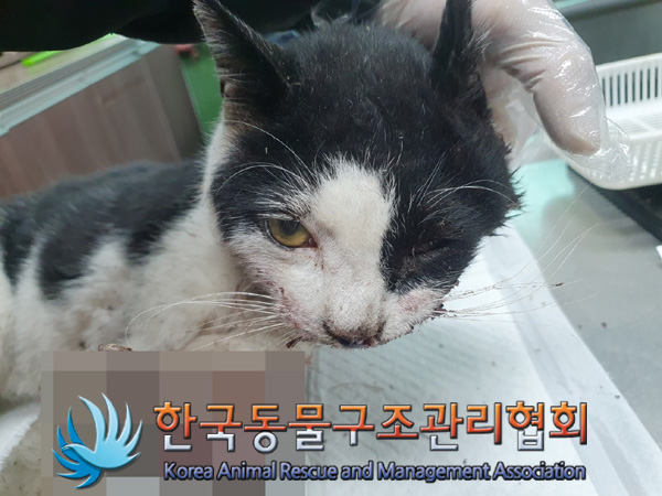 한국동물구조관리협회_411300202400563