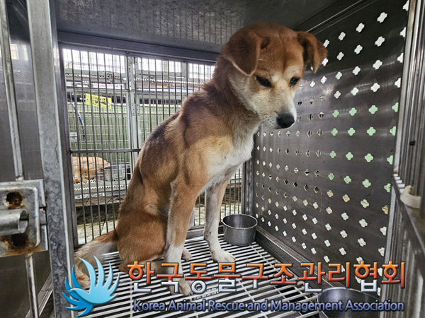 한국동물구조관리협회_441560202401363
