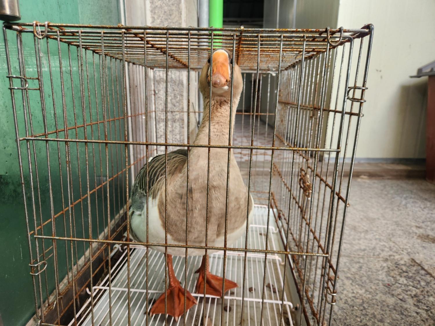 광주 동물보호소_429362202401039