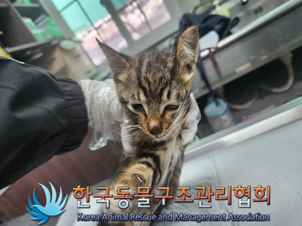한국동물구조관리협회_411323202401079