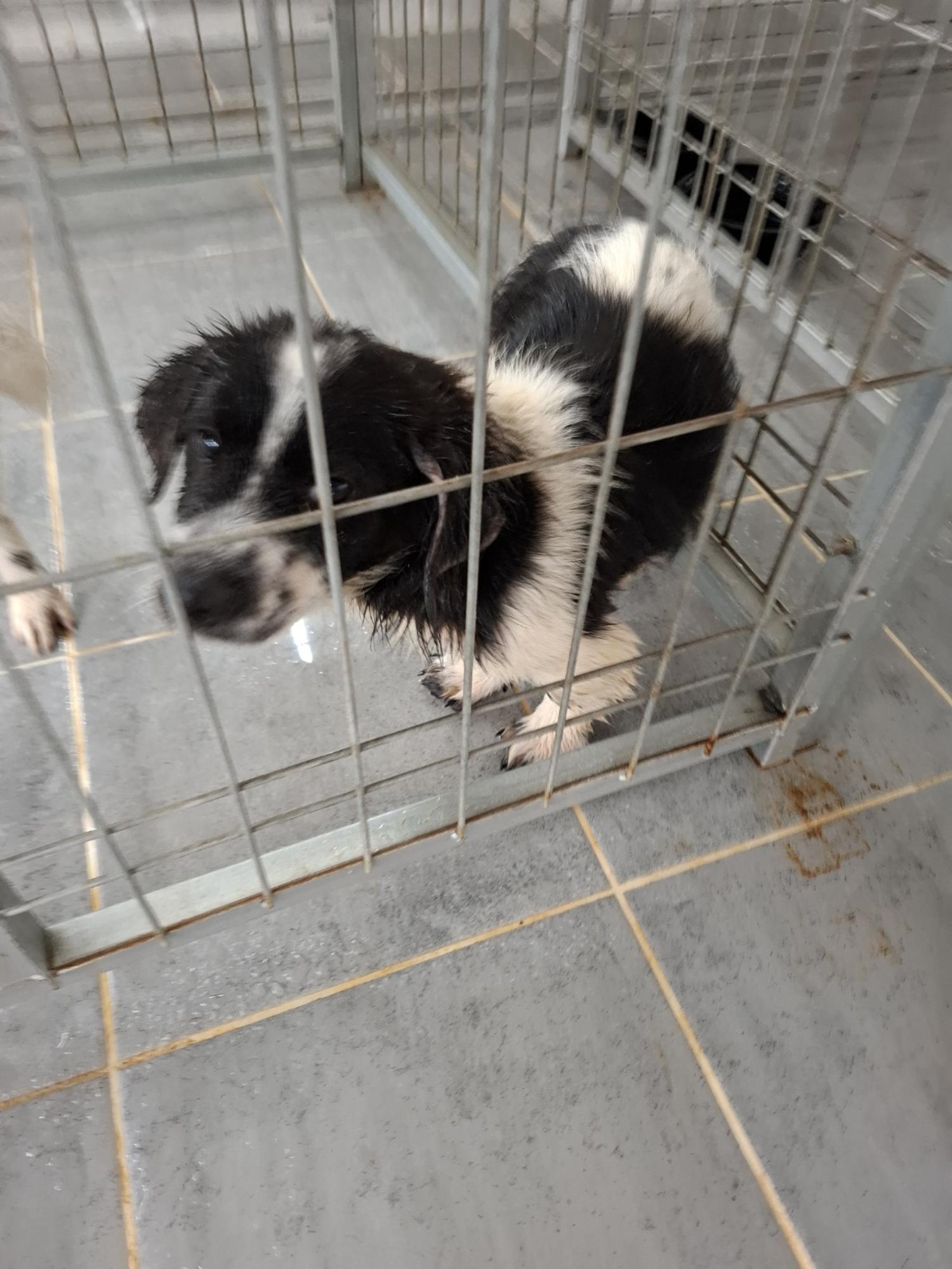 유기동물 삼호 보호소_446494202400576