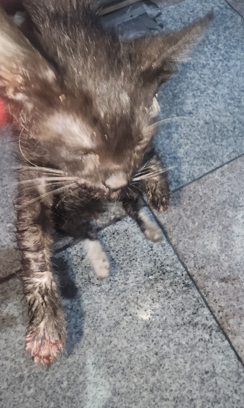 짱구네동물병원_428354202401485